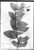 Macleania pentaptera image