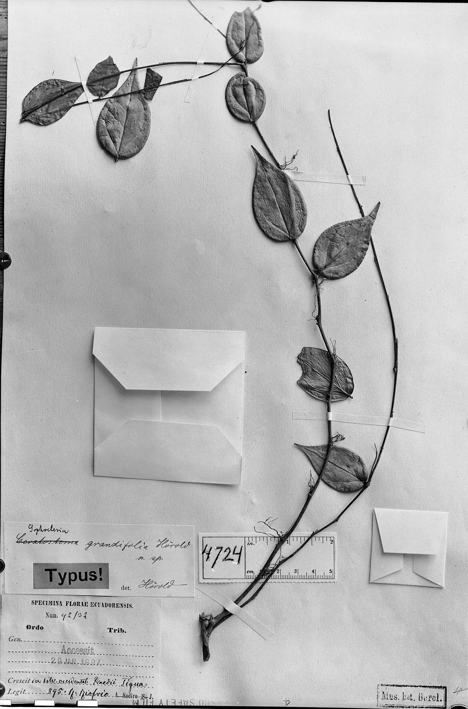 Sophoclesia grandifolia image