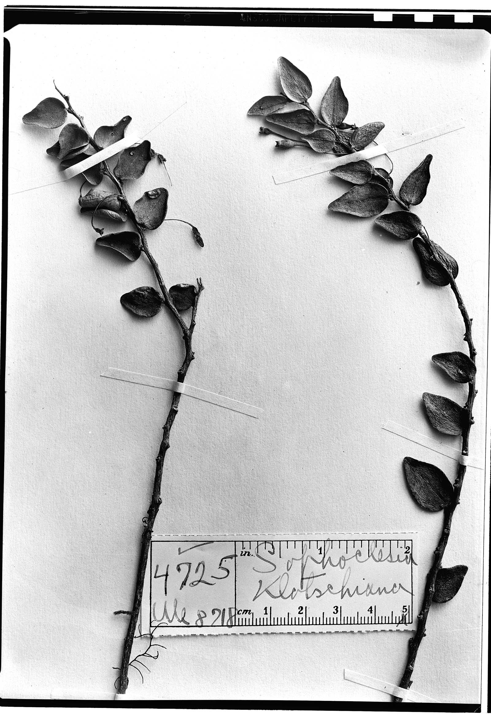 Sphyrospermum klotzschianum image
