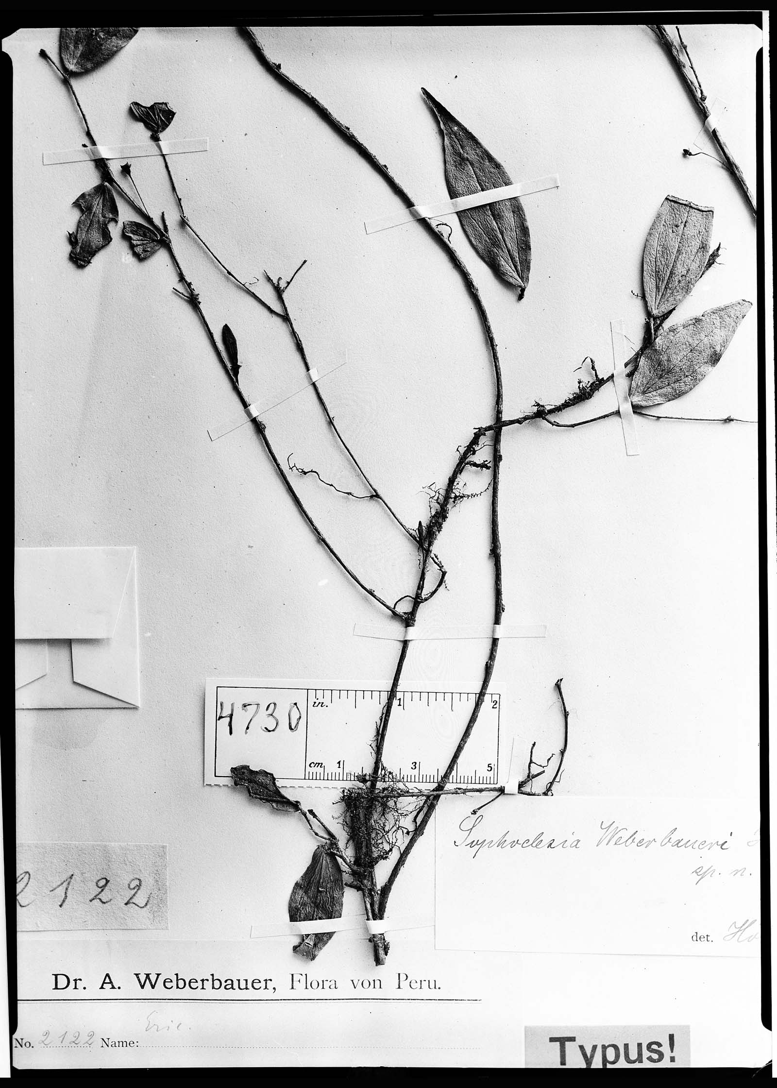 Sphyrospermum weberbaueri image