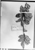 Thibaudia densiflora image