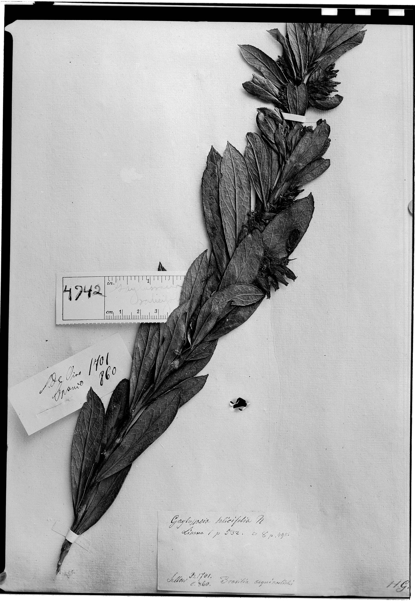 Gaylussacia salicifolia image