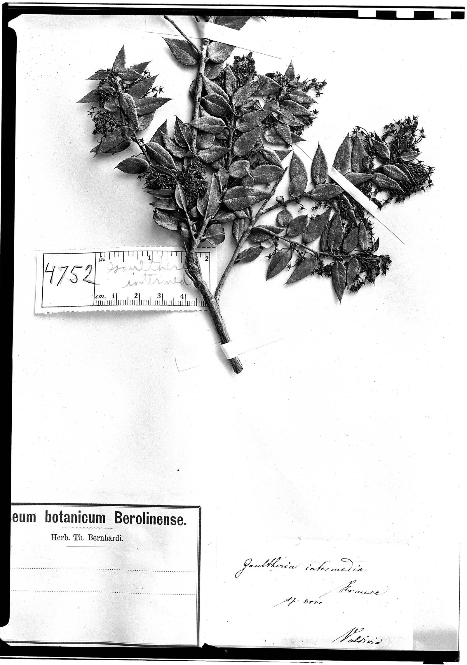 Gaultheria intermedia image