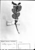 Gaultheria serrata var. organensis image