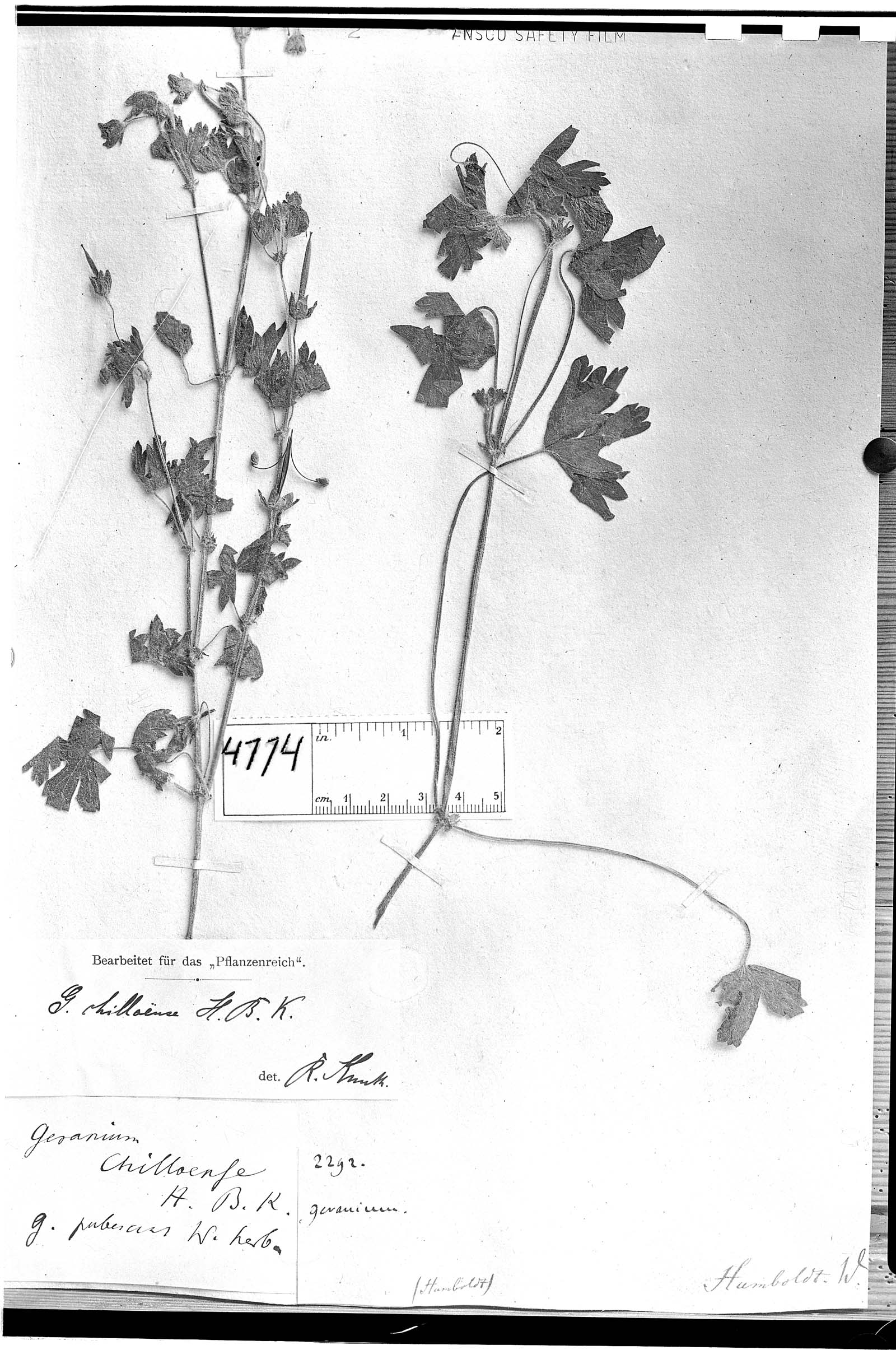 Geranium chilloense image