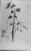 Geranium holosericeum image
