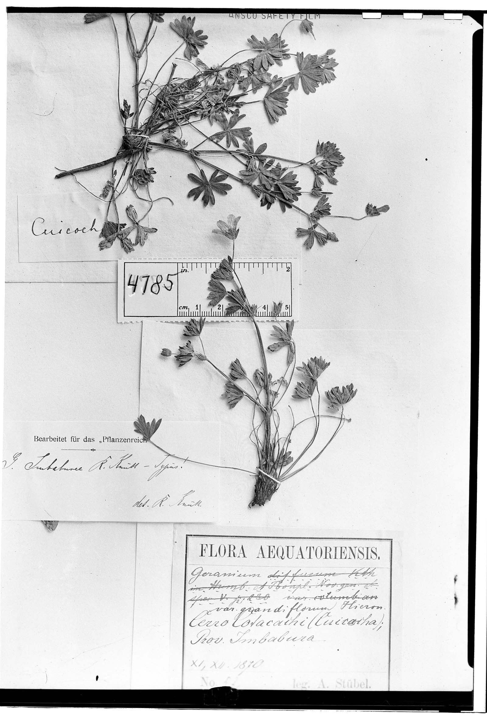 Geranium imbaburae image