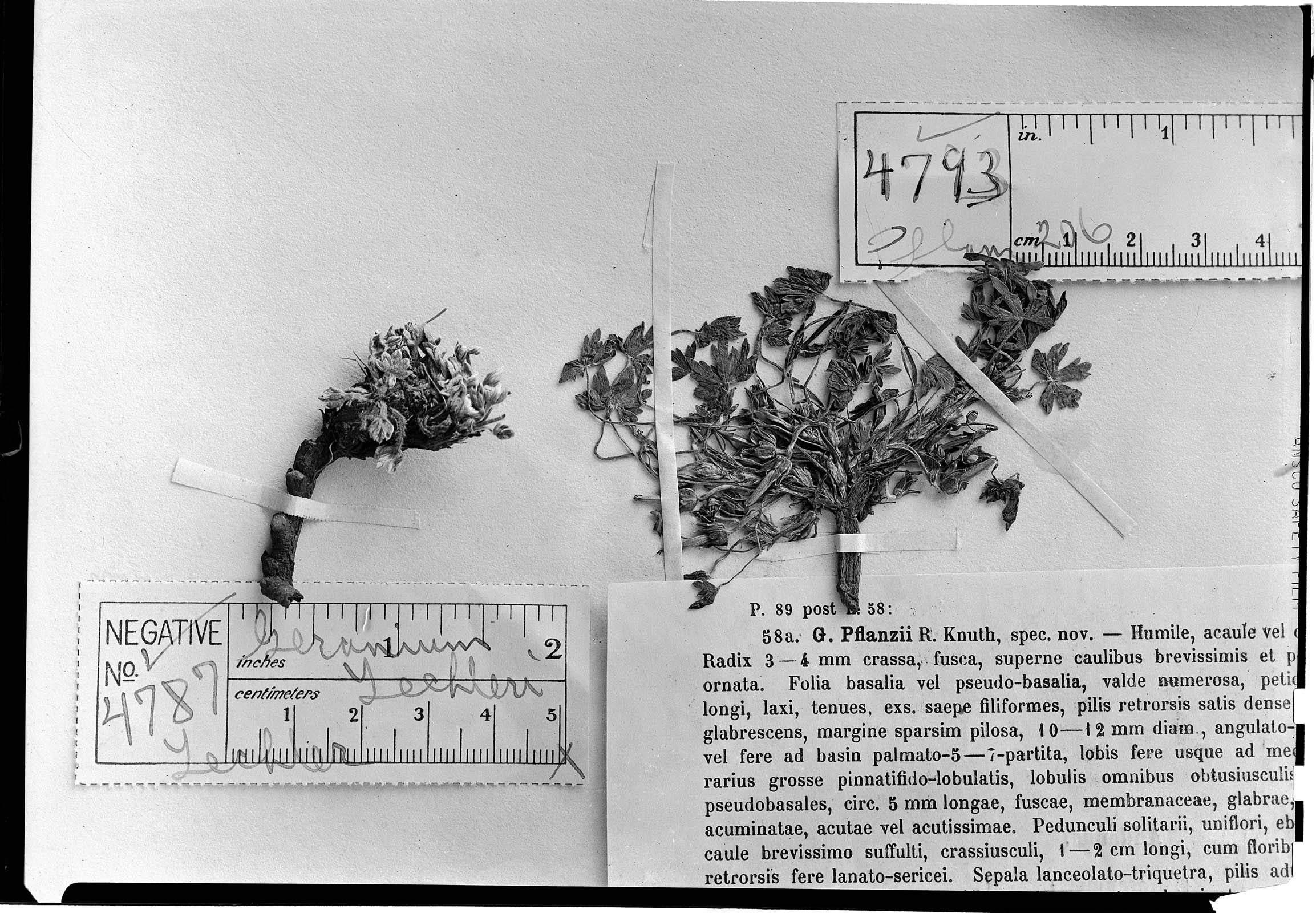 Geranium lechleri image