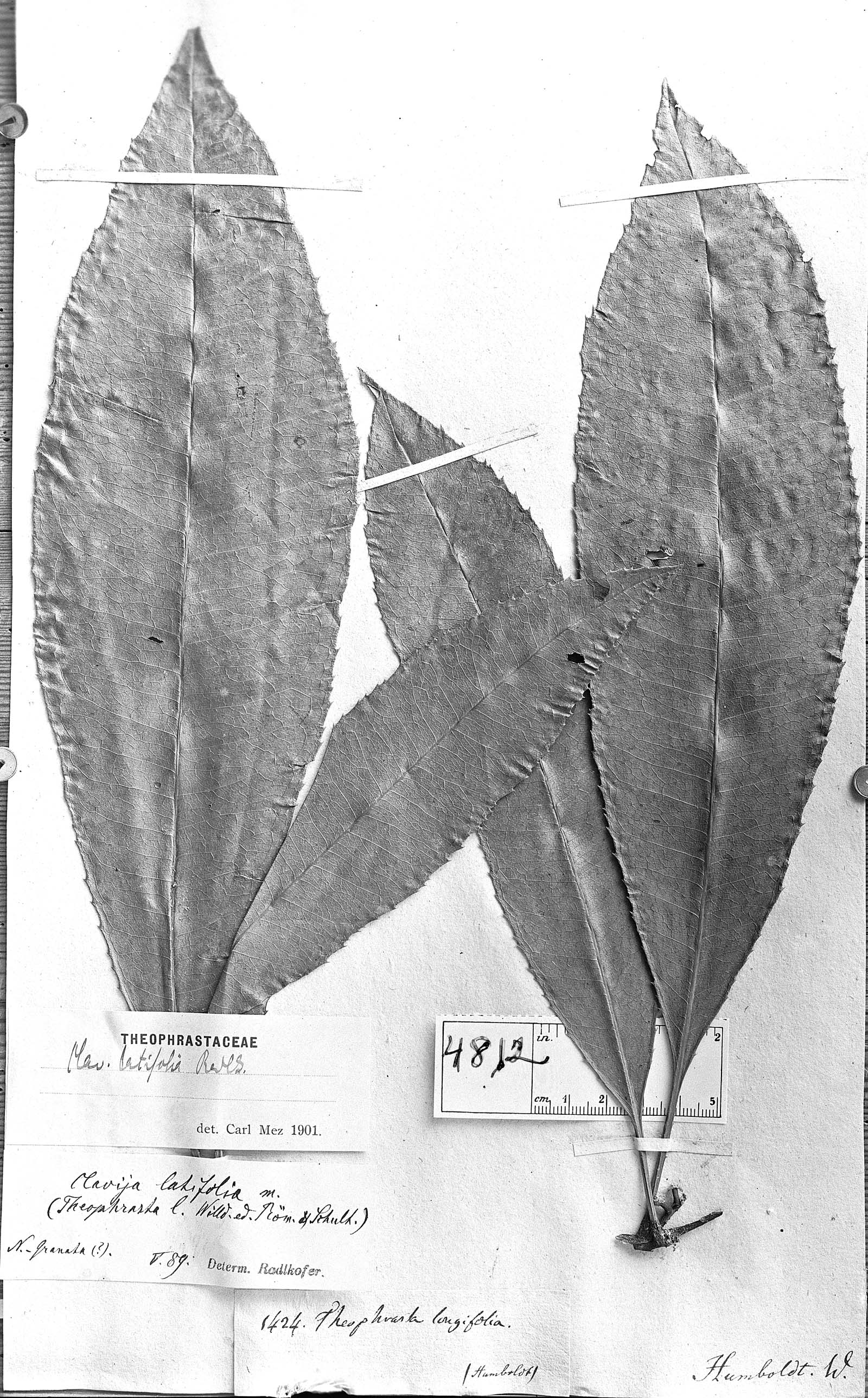 Clavija latifolia image
