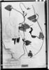 Aristolochia amazonica image