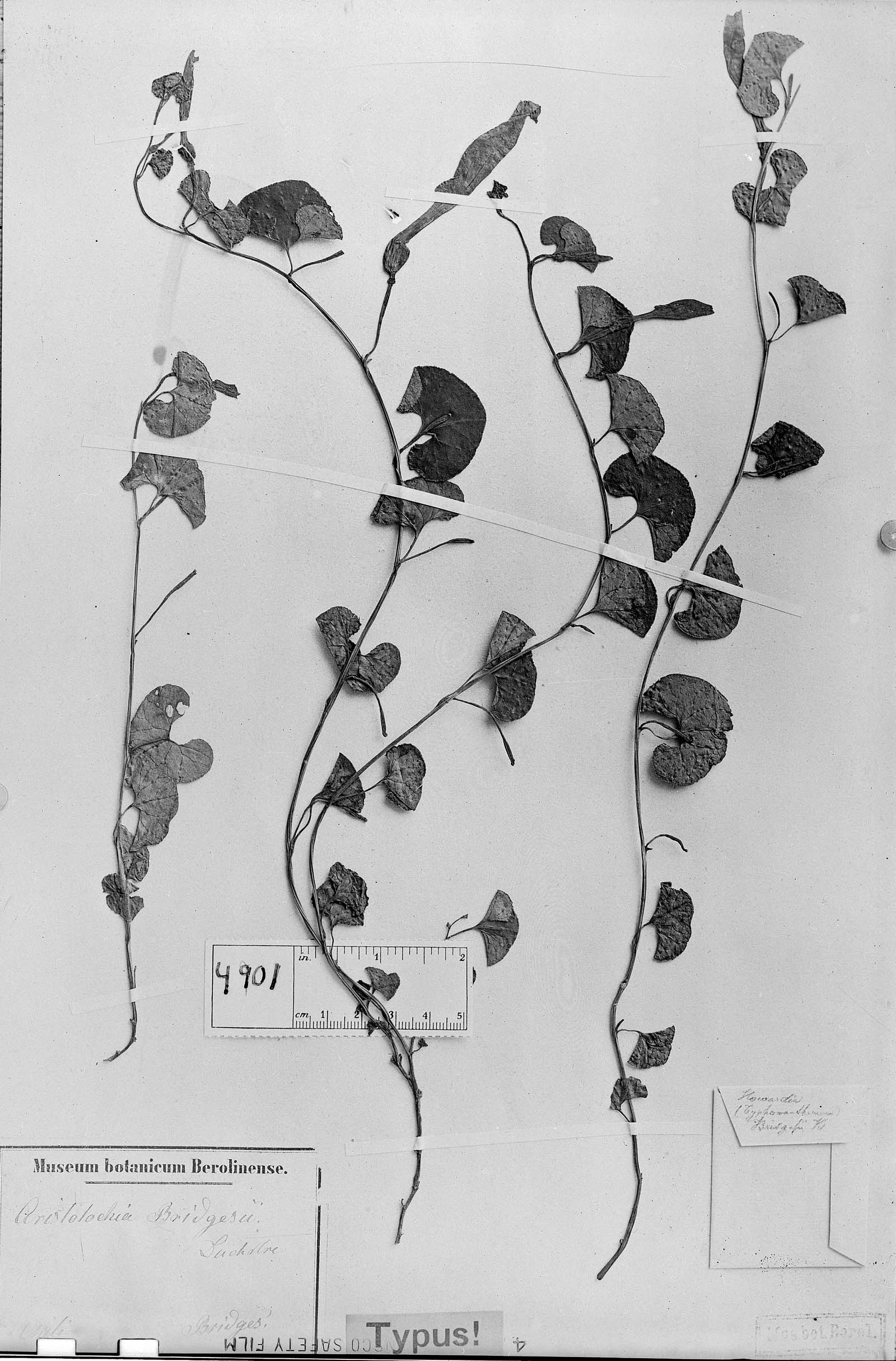 Aristolochia bridgesii image