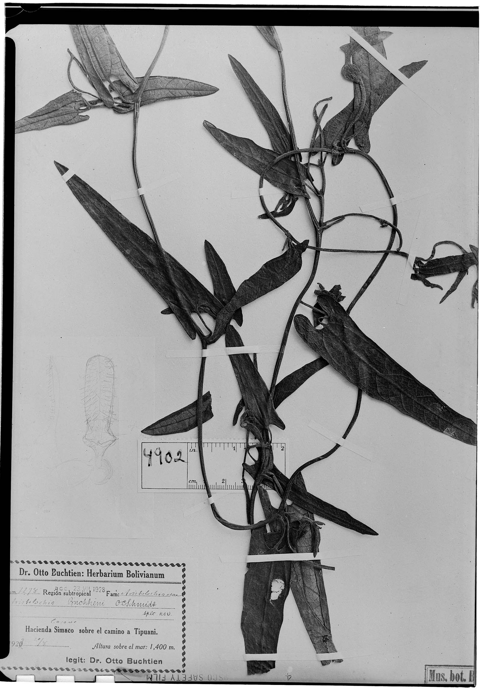 Aristolochia buchtienii image
