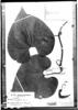 Aristolochia cauliflora image