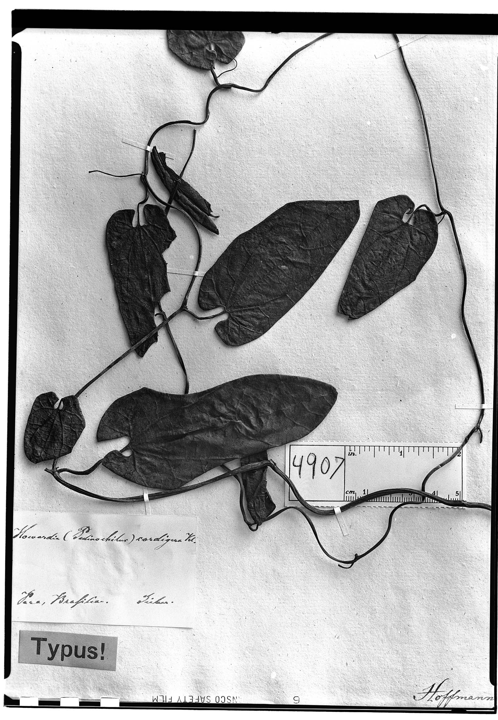 Aristolochia cordigera image