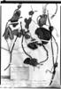 Aristolochia esperanzae image