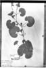 Aristolochia fimbriata image