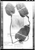 Aristolochia fragrantissima image