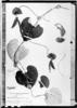 Aristolochia lingulata image