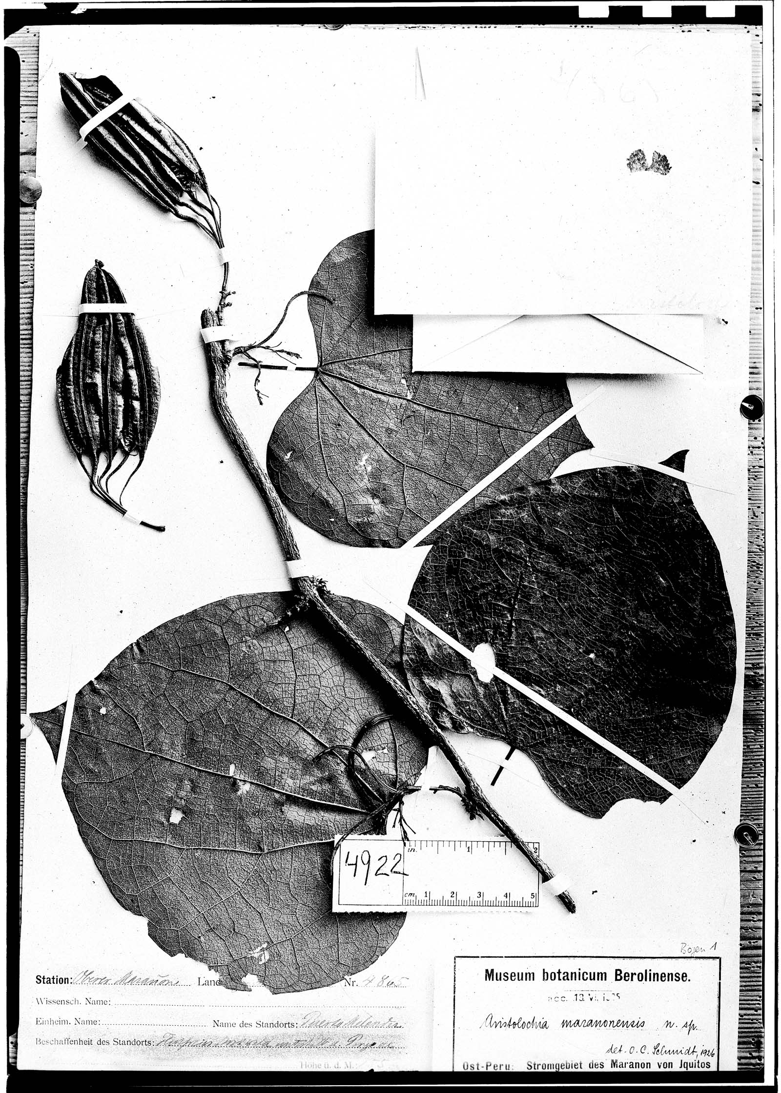 Aristolochia maranonensis image