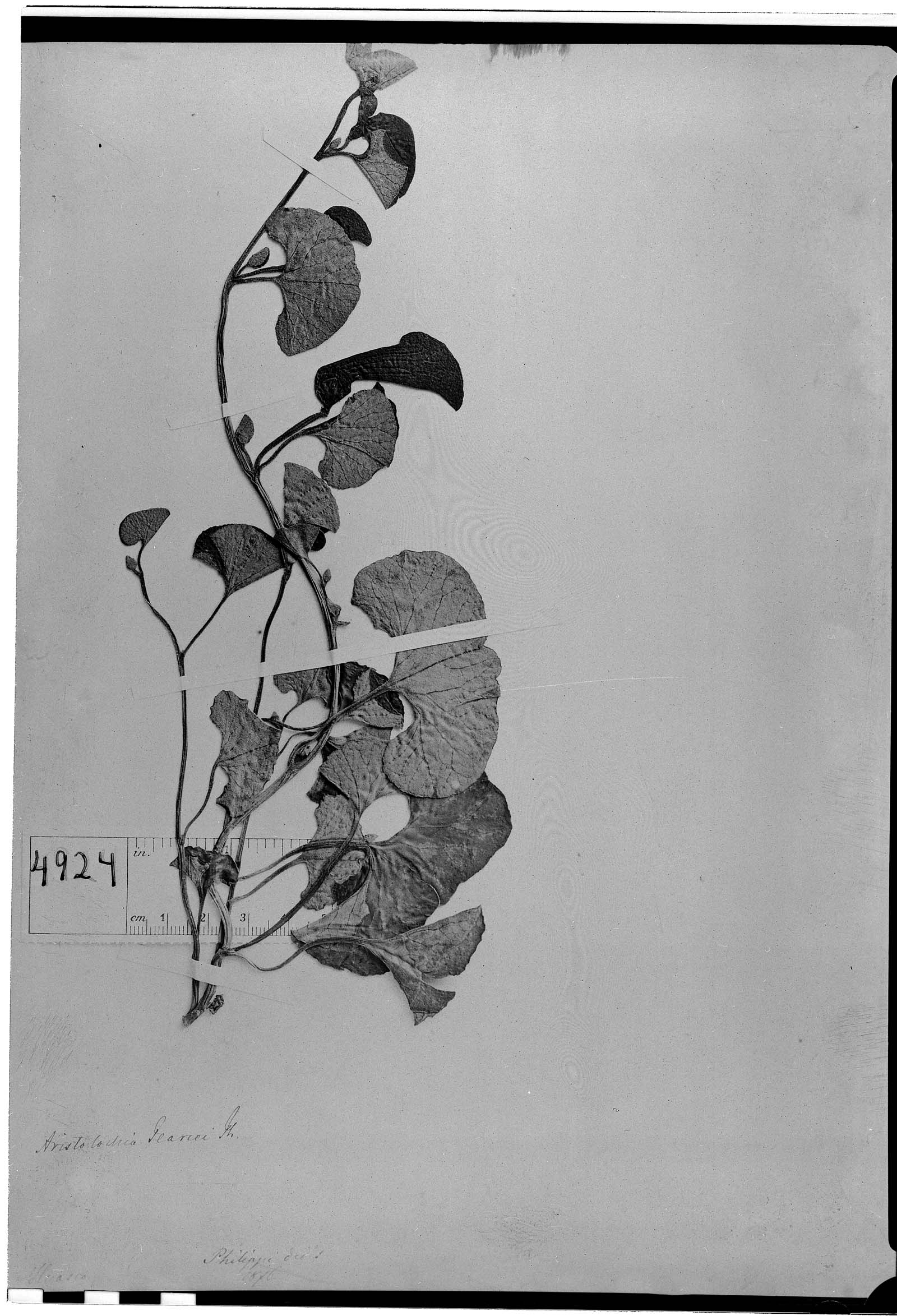 Aristolochia pearcei image