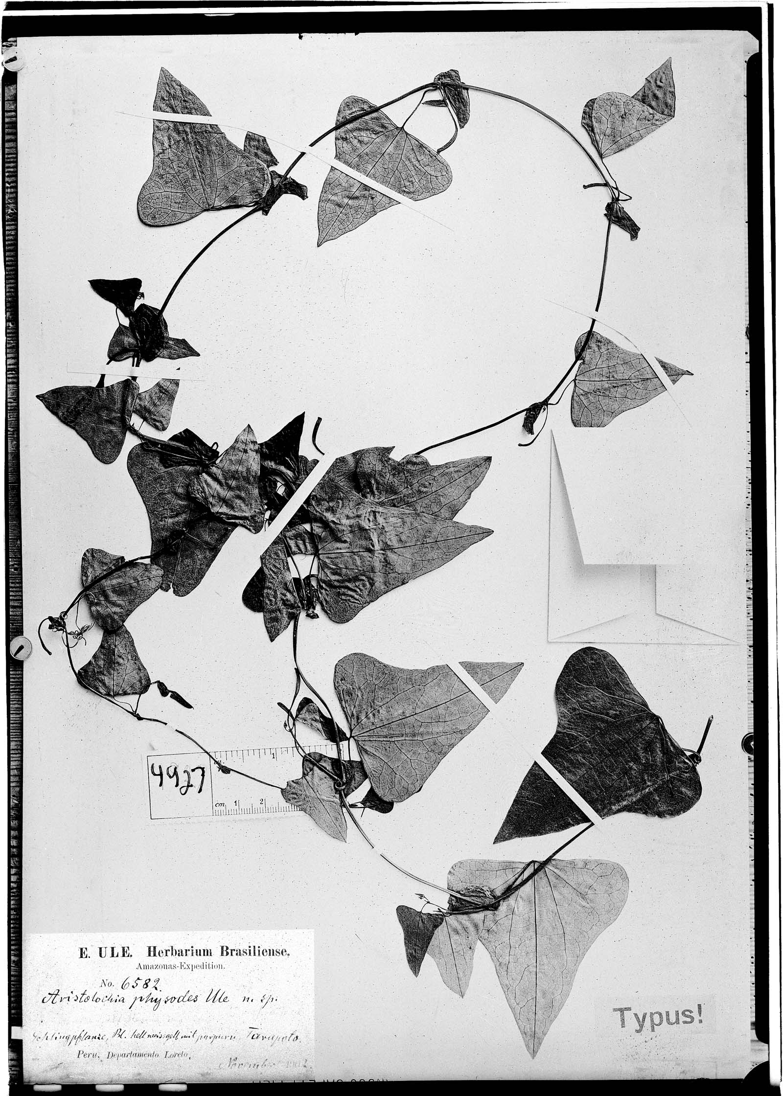 Aristolochia physodes image