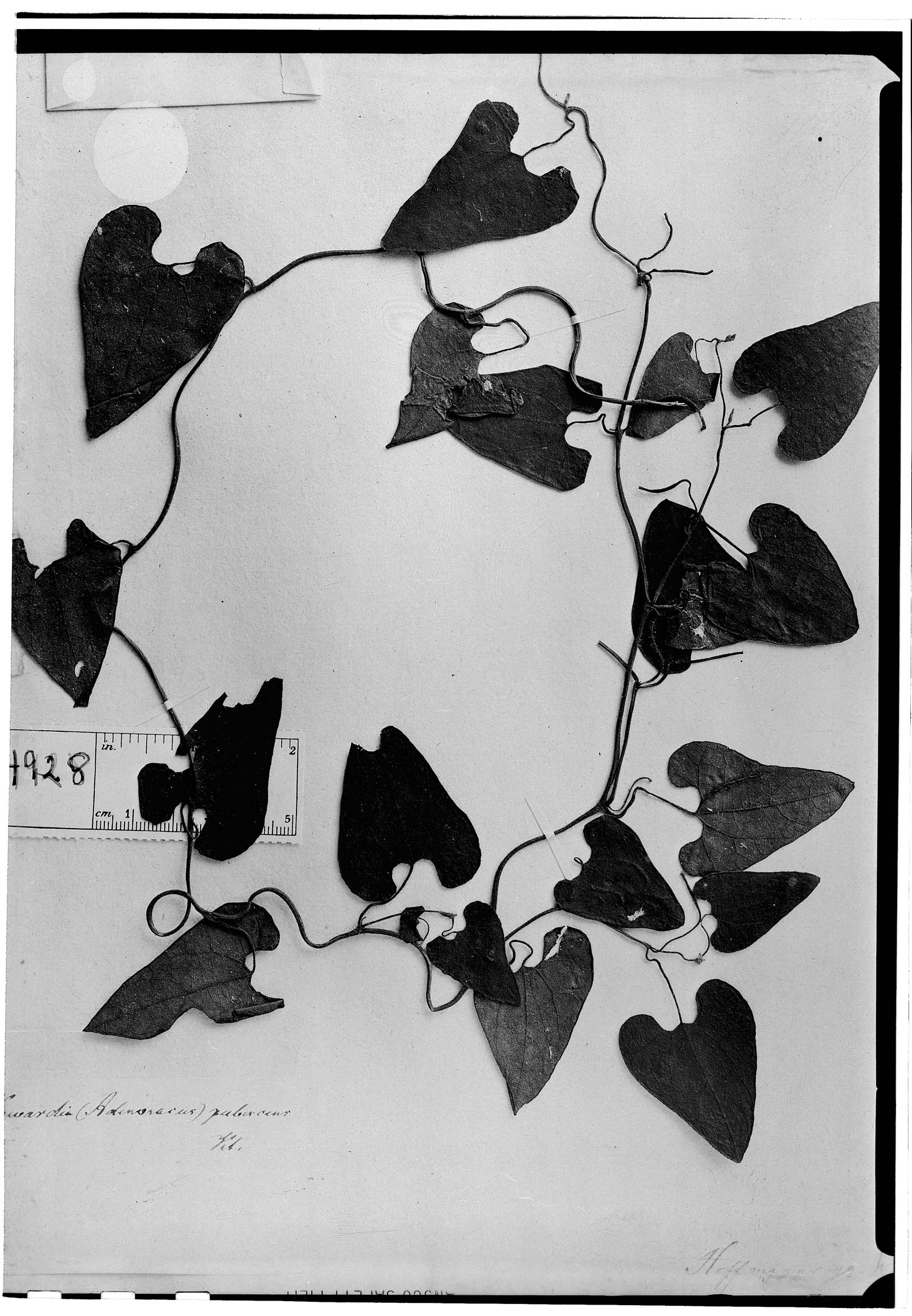 Aristolochia pubescens image
