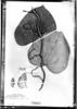 Aristolochia ruiziana image