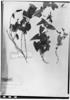 Aristolochia smilacina image