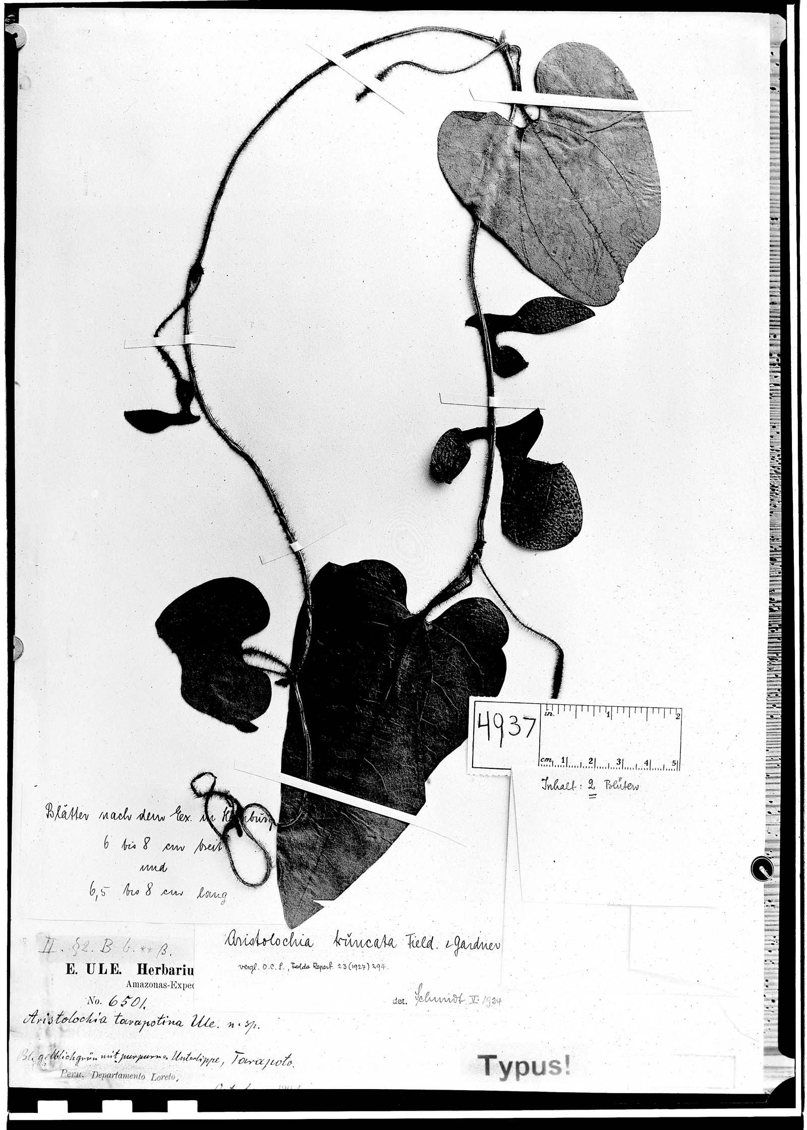 Aristolochia truncata image