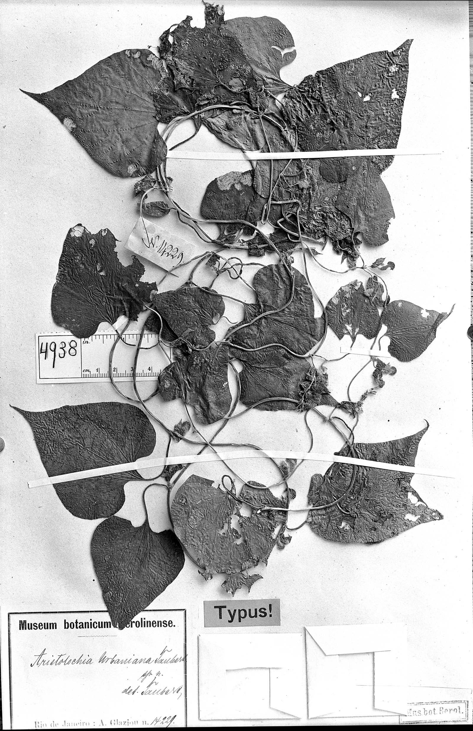 Aristolochia urbaniana image