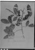 Coccoloba obtusifolia image