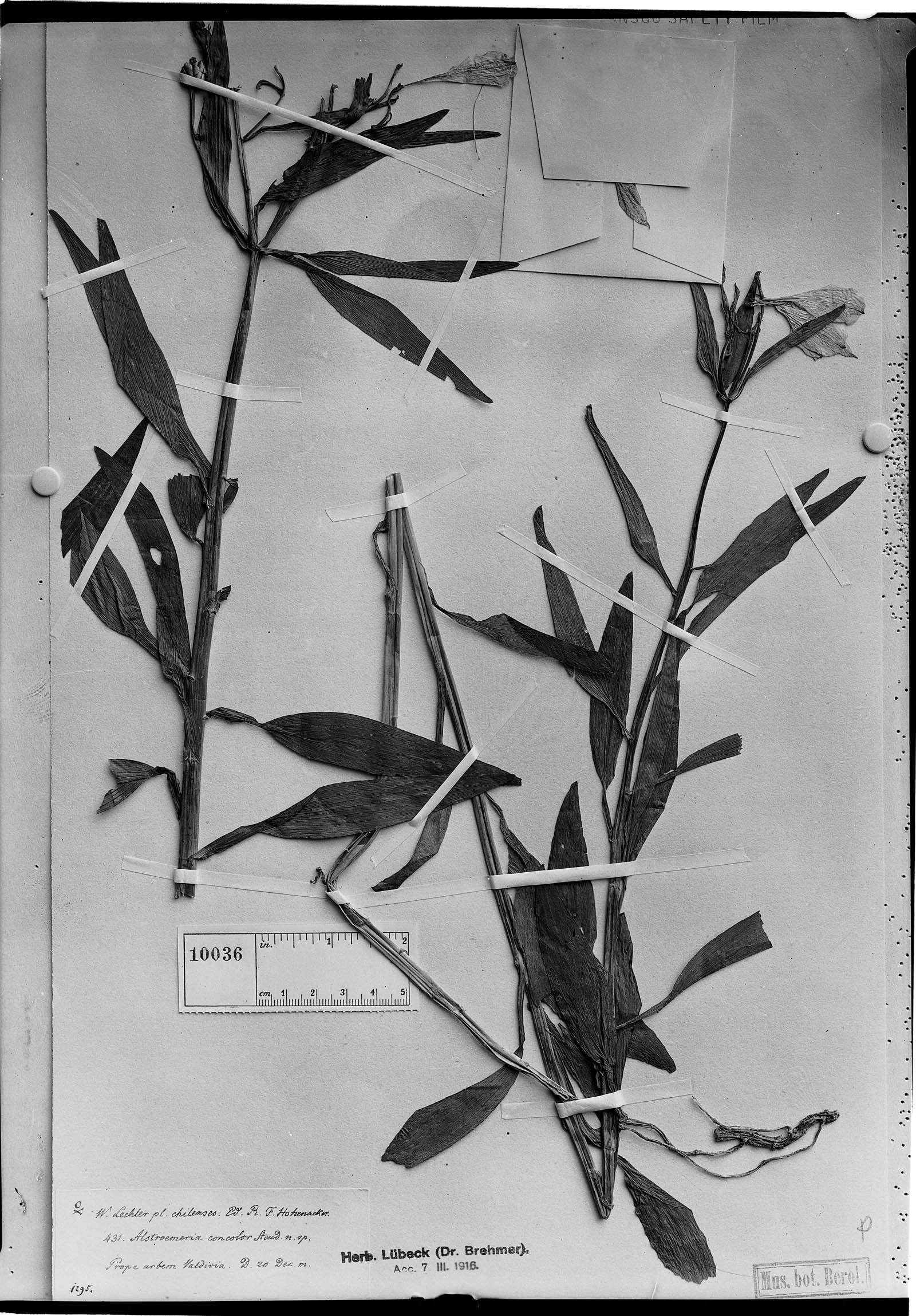 Alstroemeria concolor image