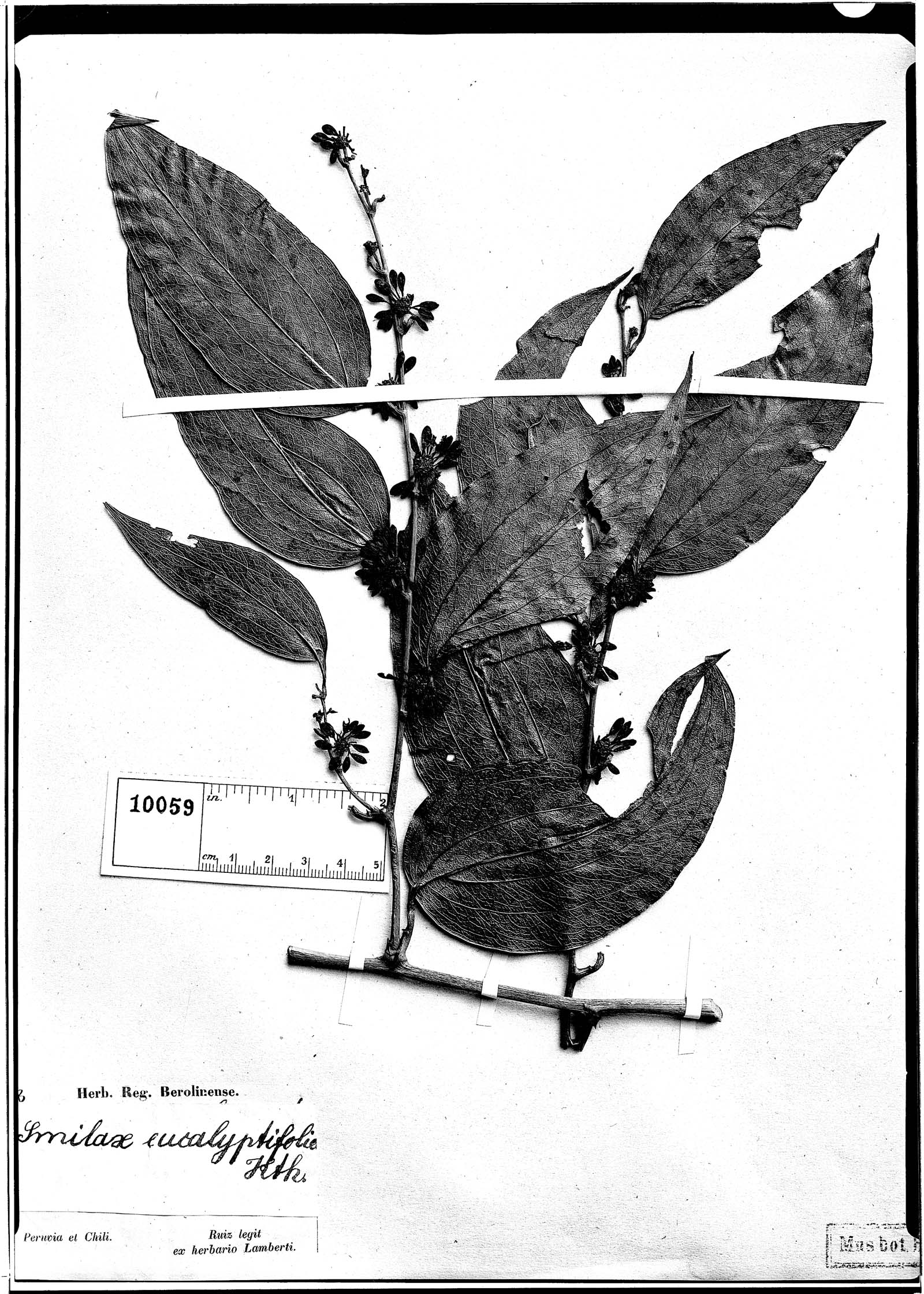 Smilax eucalyptifolia image