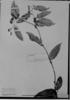 Smilax polyantha image