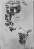 Smilax polyantha image
