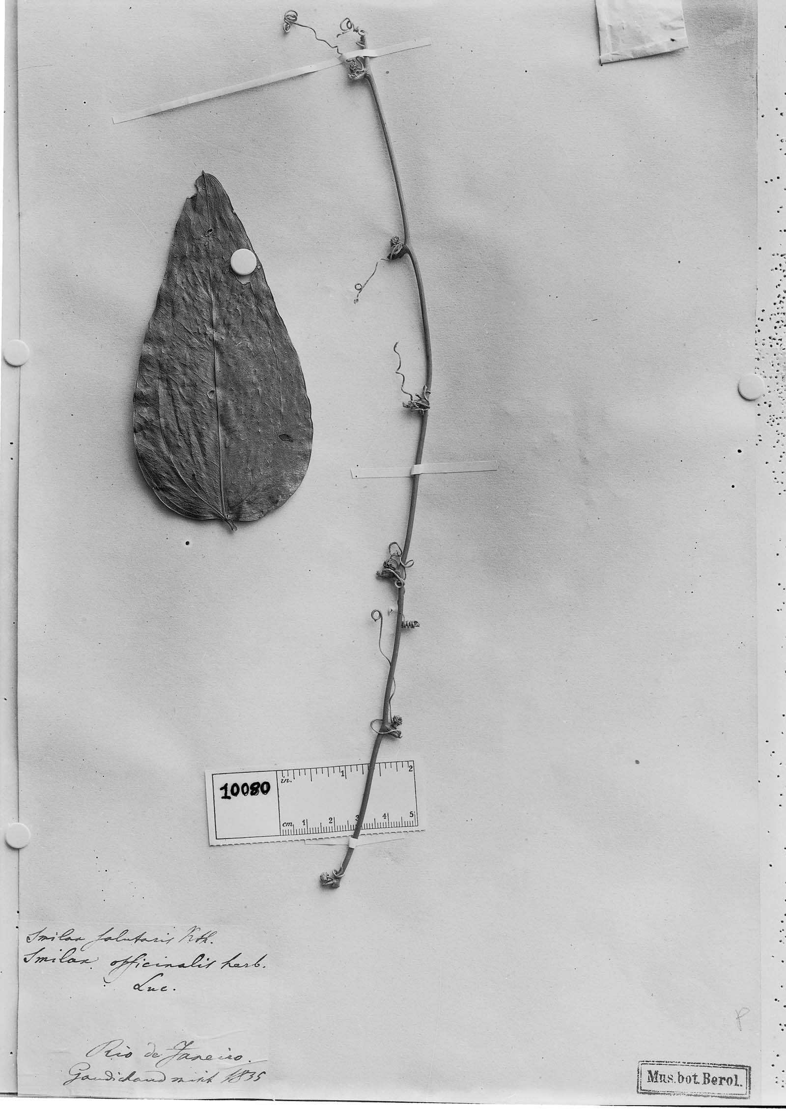 Smilax subsessiliflora image
