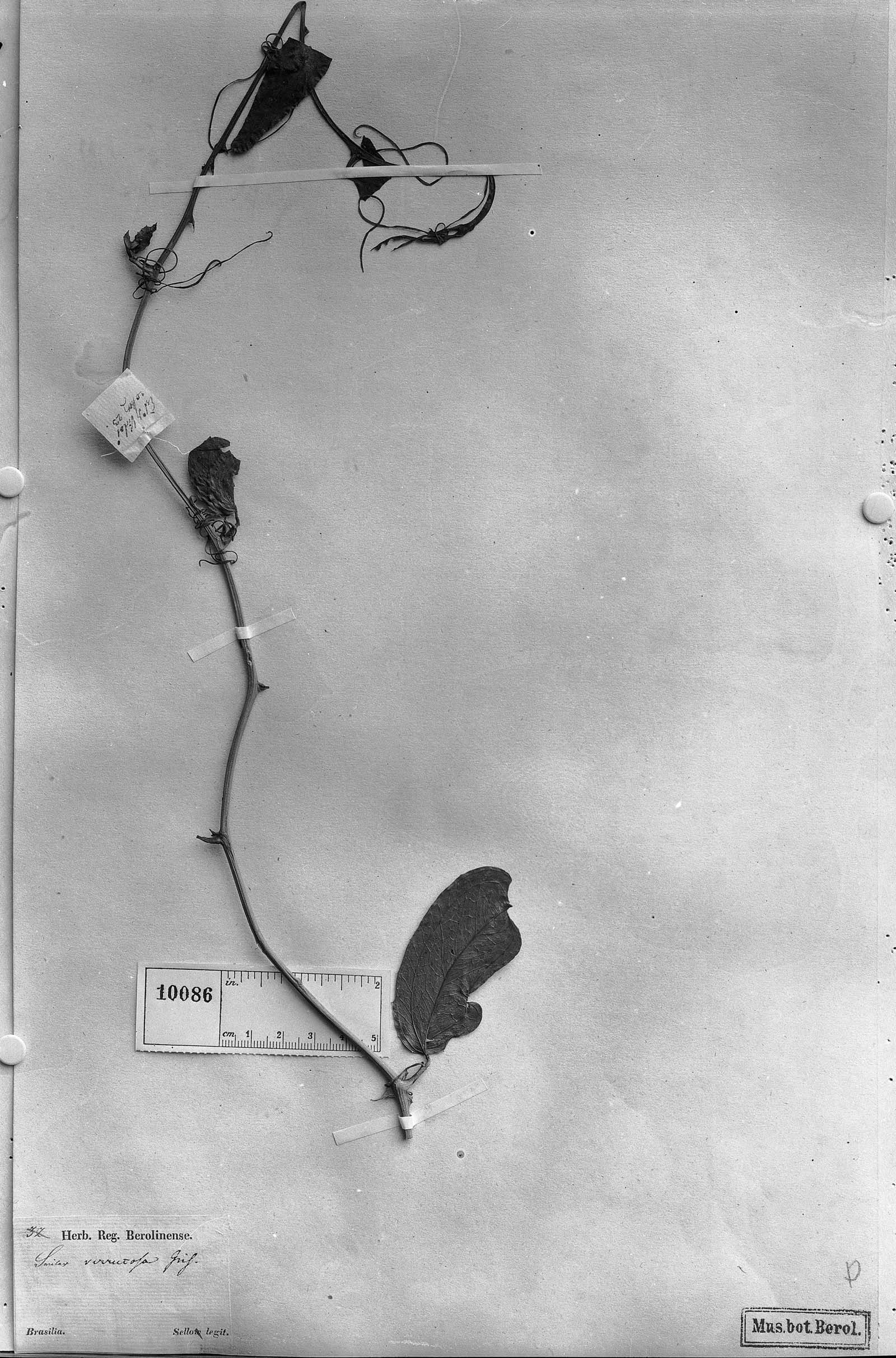 Smilax verrucosa image