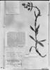 Halenia major subsp. major image