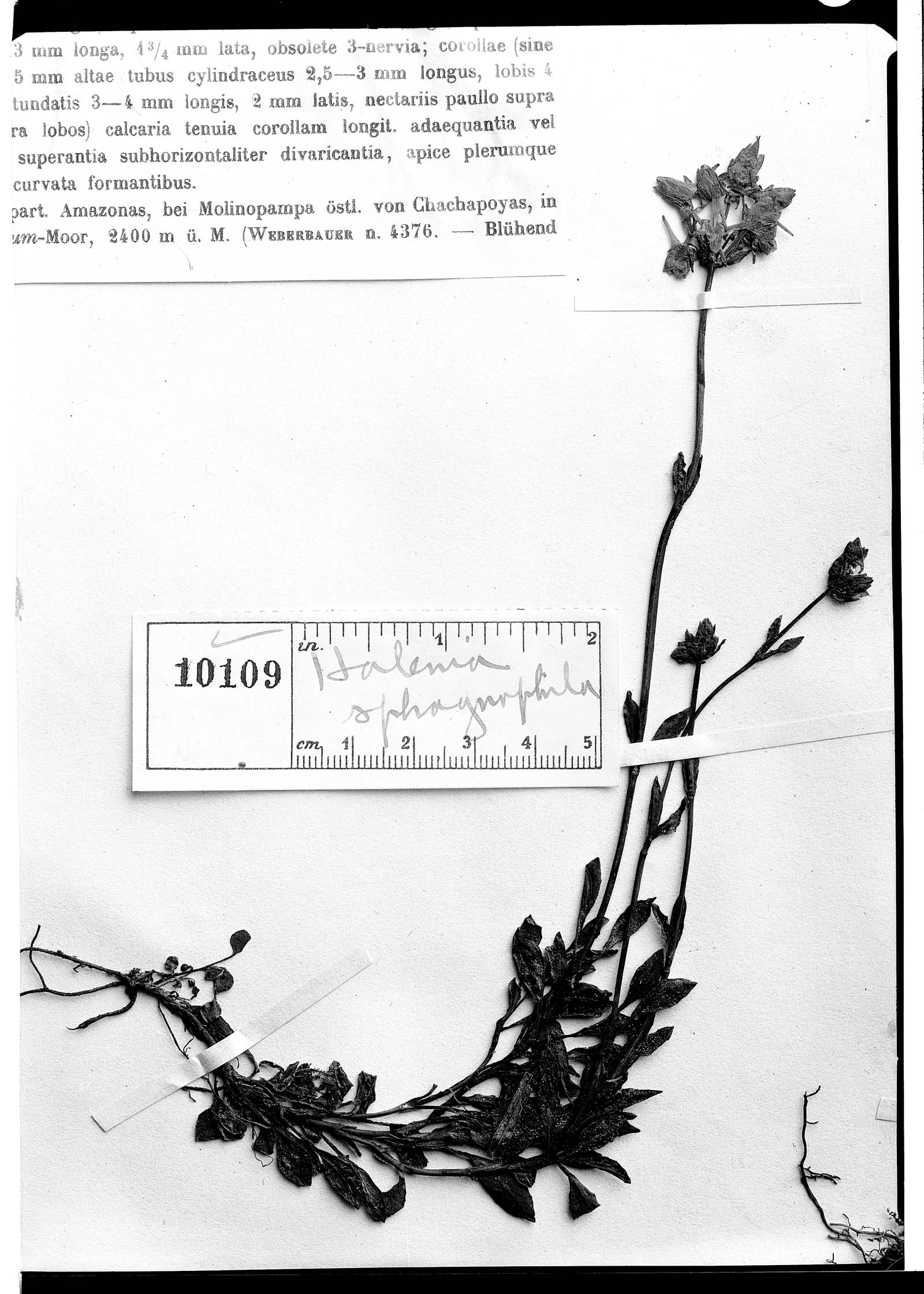 Halenia sphagnicola image
