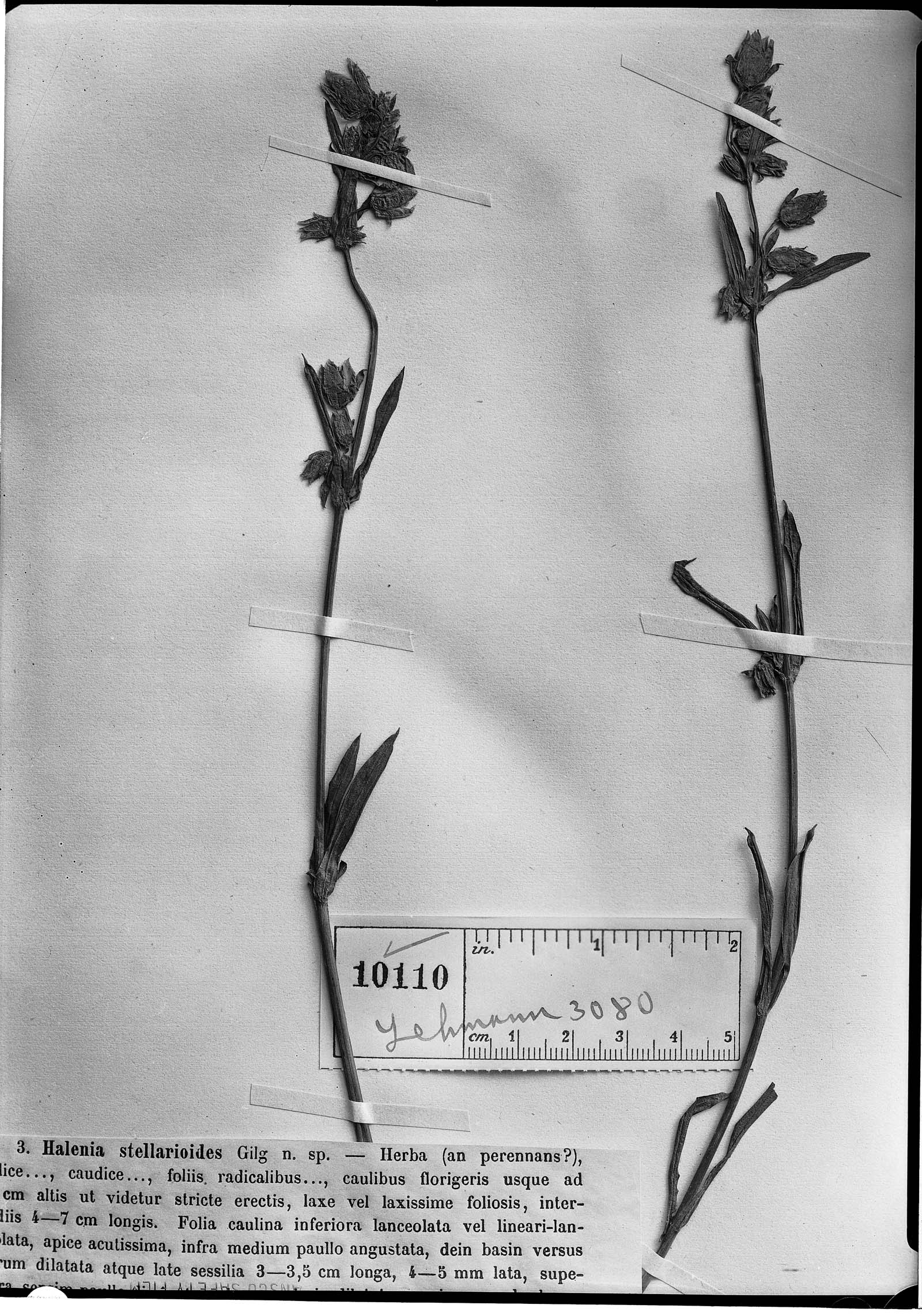 Halenia major subsp. major image