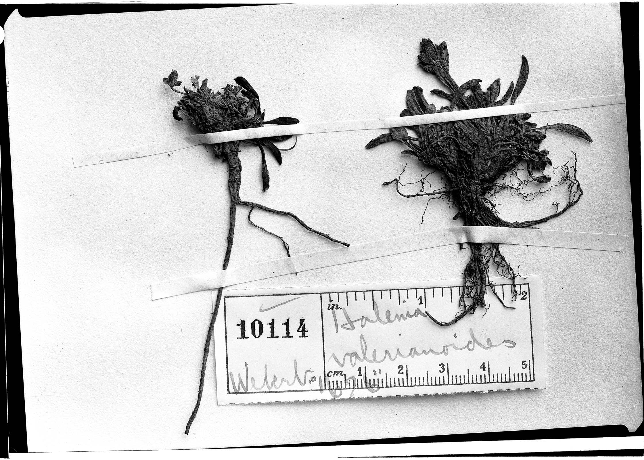 Halenia valerianoides image