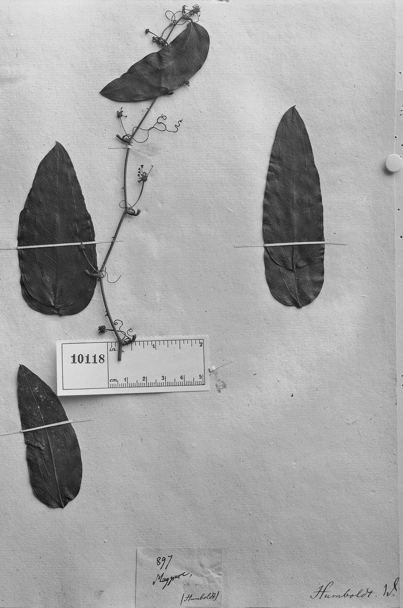 Smilax maypurensis image