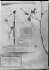 Mentzelia scabra subsp. atacamensis image