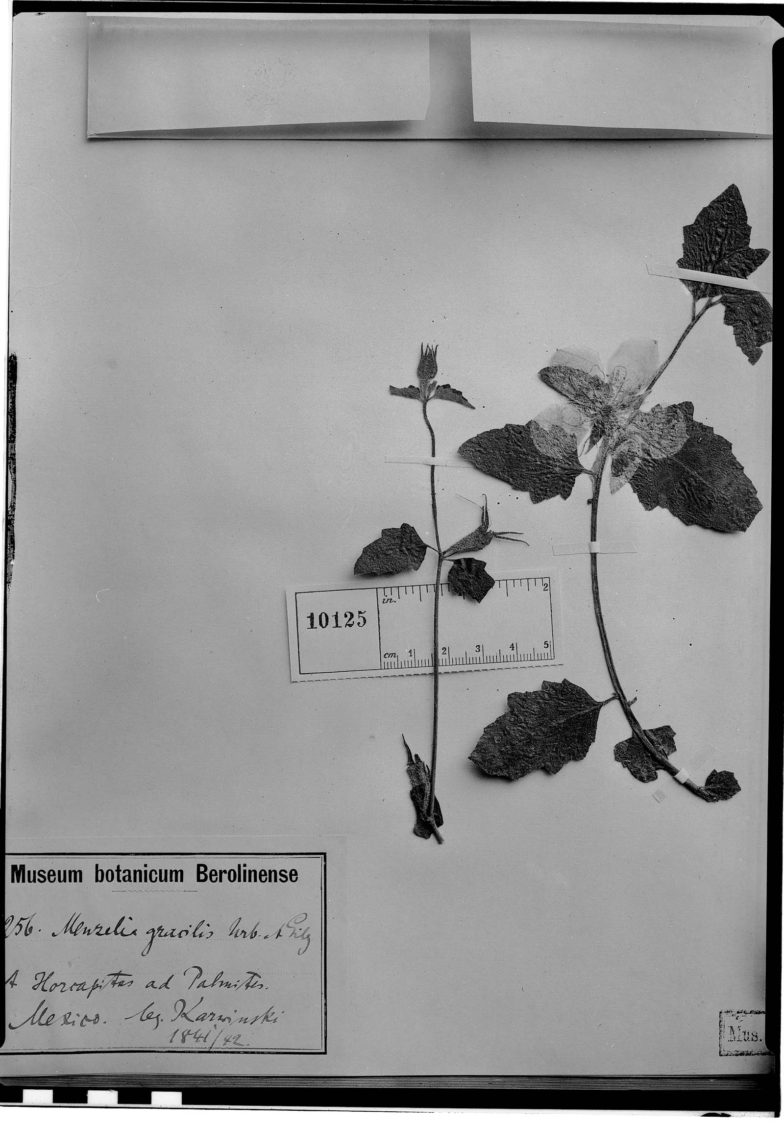 Mentzelia gracilis image