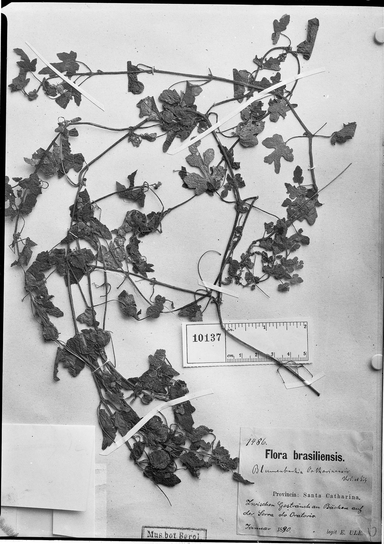 Blumenbachia catharinensis image