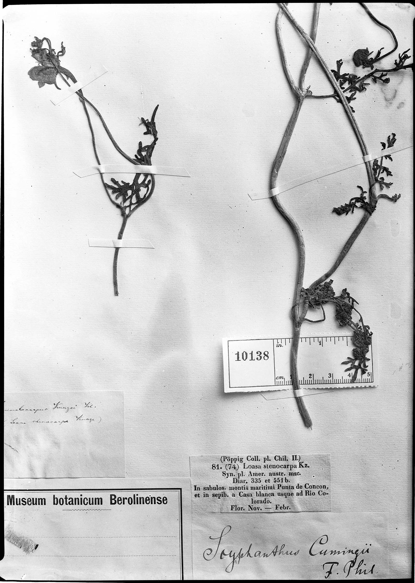 Scyphanthus stenocarpus image