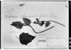 Loasa chenopodiifolia image