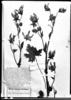 Nasa ranunculifolia image