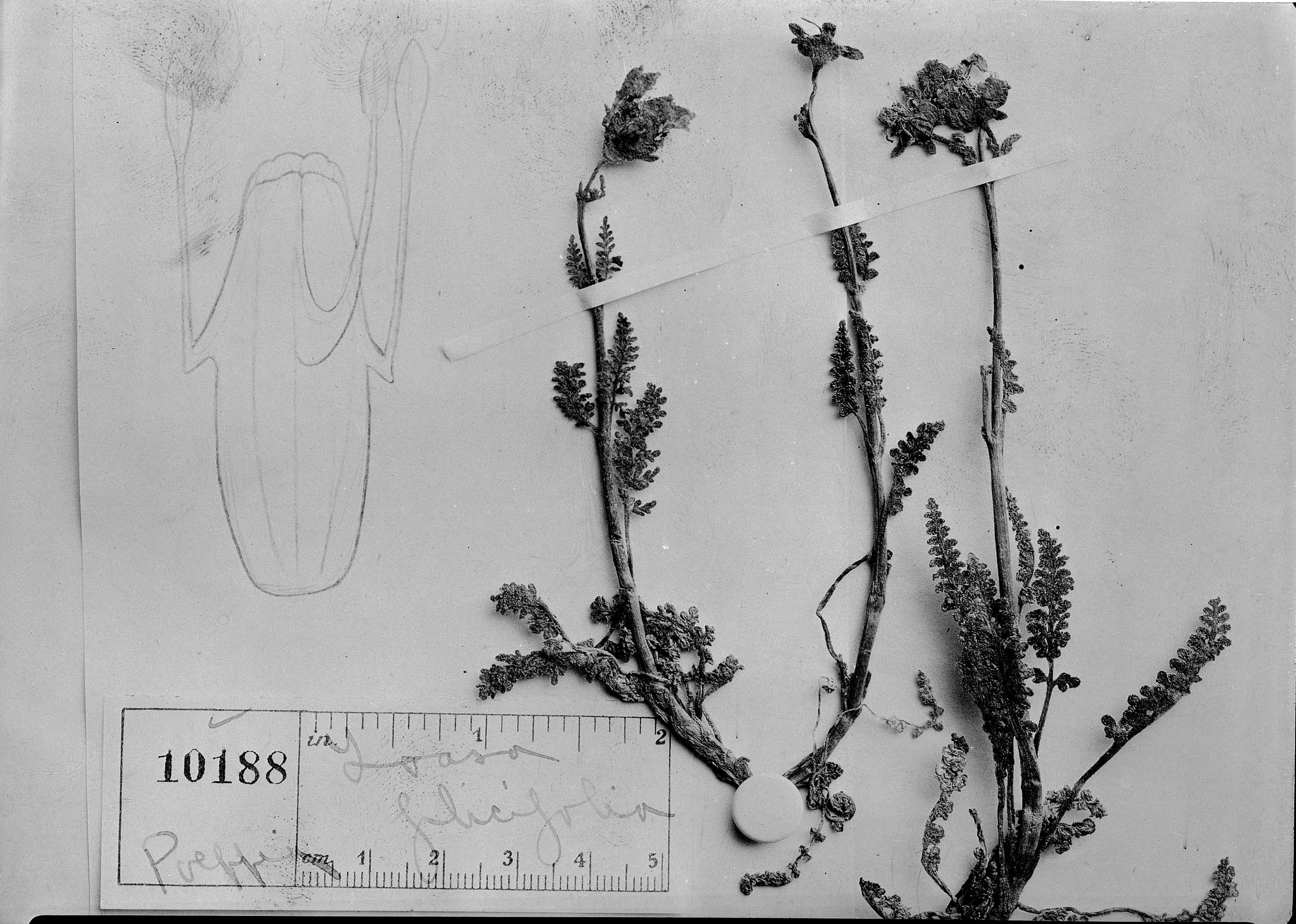 Loasa filicifolia image