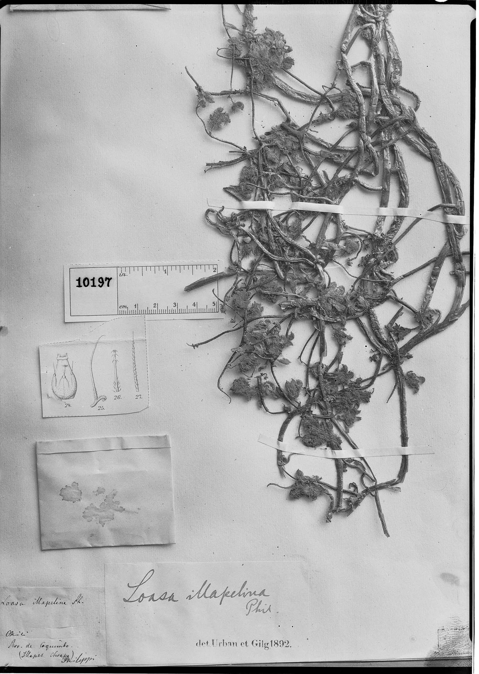 Loasa illapelina image
